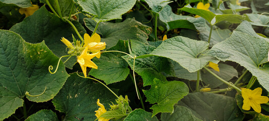 Cucumber plant images, cucumber plant