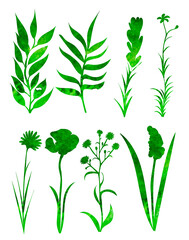 plants, flowers set watercolor silhouette, isolated