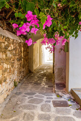 Traditional Cycladitic alley with narrow street, with arches  and a blooming bougainvillea in Naousa  Paros island, Greece.