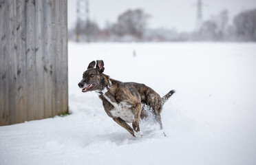 Galgo im Schnee