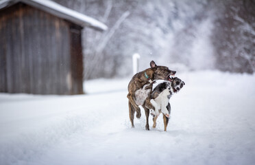 Hunde im Schnee