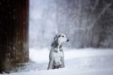 Obraz na płótnie Canvas schöner Hund im Schnee