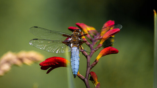 Gro&szlig;e Libelle (Plattbauch)