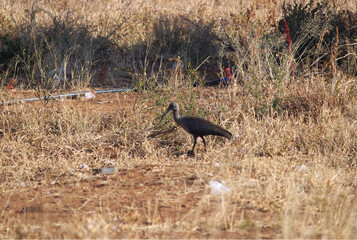 The Hadada ibis bird found in Grassland of Sub Kalahari Desert Botswana Southern Africa