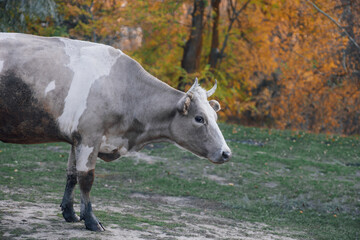 Beige cow walking on green grass and pasturing in meadow in forest in autumn. Farmer life. Natural products. Return to nature and environmental friendliness. 
