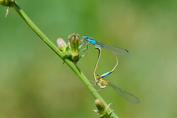 Coenagrion puella. two dragonflies on a green grass. a pair of dragonflies mate in a bright and green natural environment. close-up. light green background. blue and yellow dragonfly. place for text