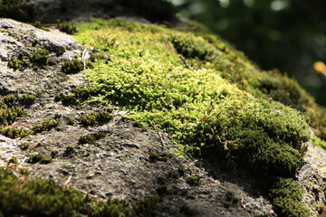 Roca con vestido verde