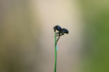 a small black spider sits on the green grass. spring season, arthropod close-up. macro nature. European spider on grass stems in front of light blurred background
