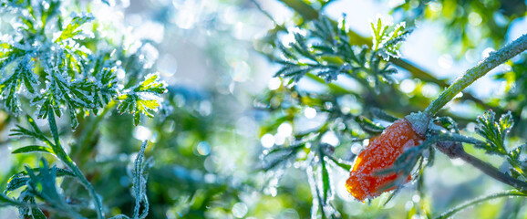 frozen plants in the winter garden