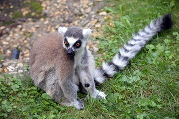Fototapeta premium Ring tailed lemur, Lemur catta monkey close up portrait photograph.