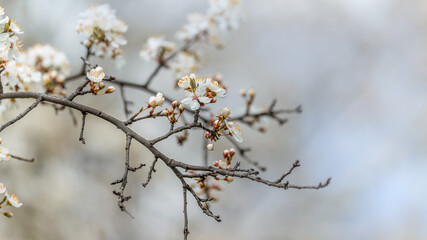 Dry branch of blossoming wild cherry selective soft focus on blurred cherry tree background in sunlight with copy space. Beautiful floral image of spring nature close up macro.