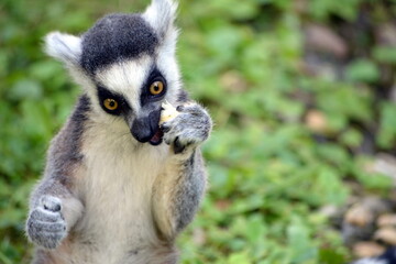 Fototapeta premium Ring tailed lemur, Lemur catta monkey close up portrait photograph.