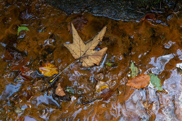 Multicolored fallen leaves lie on the surface of the puddle in autumn.