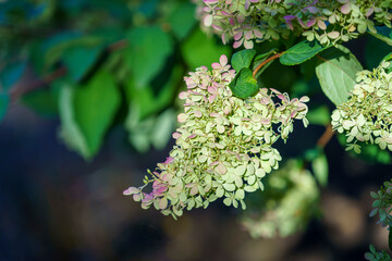 Natural background with green hydrangea flowers