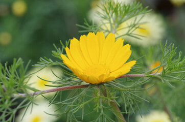 早春の草花