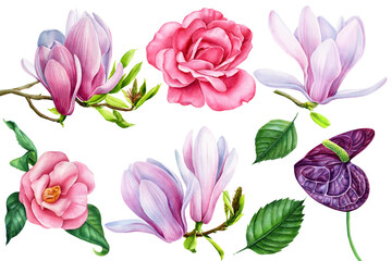 Flowers set, rose, magnolia, camellia, anthurium on isolated white, watercolor drawing, botanical painting, spring flora