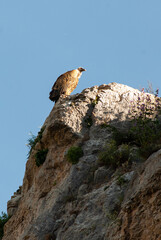 Vautour fauve,.Gyps fulvus, Griffon Vulture