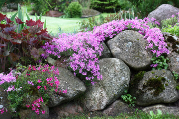 Spring day.The drought-resistant phlox subulata well grows at tops of garden hills. At plentiful flowering forms motley carpets of bright tones. - obrazy, fototapety, plakaty