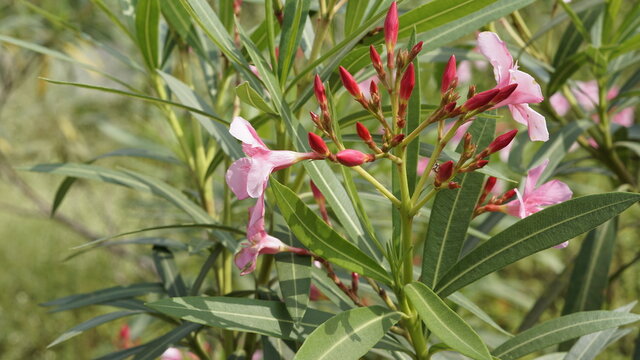 Bunch of rose or pink flowers of Nerium oleander also known as Oleander,laurel,Rose bay,Kenyeri,Common oleander,Adelfa