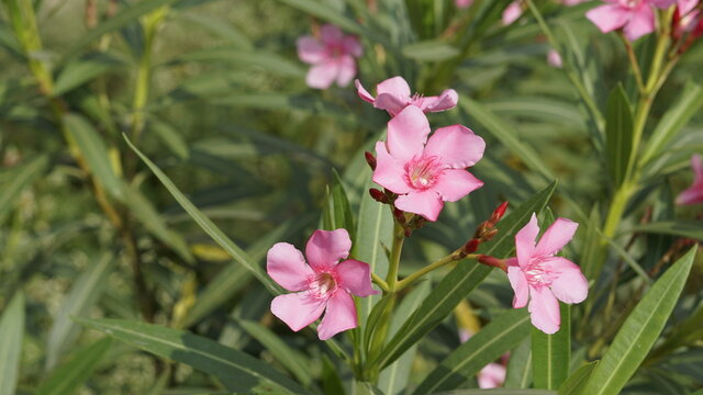 Bunch of rose or pink flowers of Nerium oleander also known as Oleander,laurel,Rose bay,Kenyeri,Common oleander,Adelfa
