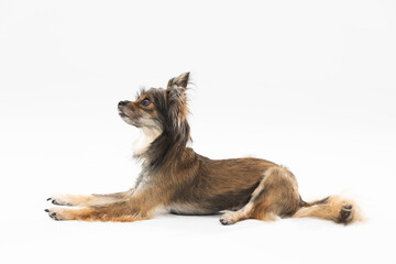 Side view of cute dog lying on white background. Multi-breed dog. He is looking ahead.