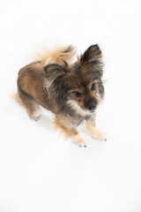 Aerial view of a cute little dog sitting on a white background. Multi-breed dog.