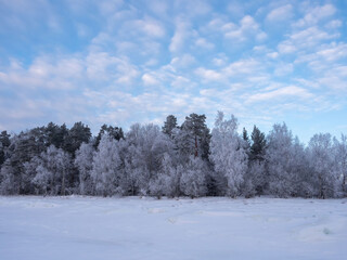 Trees covered with snow crystals after a hard frost on the shore of the lake. Blue sky with clouds on a clear frosty day