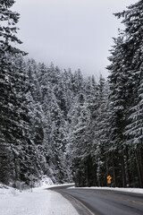 Trees buried under the weight of the first snow