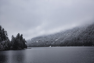 Trees buried under the weight of the first snow