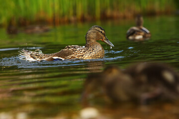 The mallard or wild duck (Anas platyrhynchos) feline feeding on the lake.