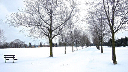 Fototapeta premium A tranquil scene of the footpath with tree-lined after a heavy snowfall, winter scenery.