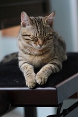 K&auml;tzchen getigert