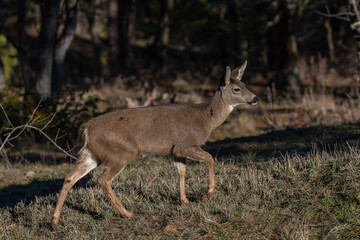 Naklejka na ściany i meble White-tailed Deer in the Wilderness