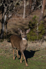 Naklejka na ściany i meble White-tailed Deer in the Wilderness