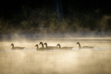 Obraz na płótnie Canvas Geese on mist covered lake at sunrise