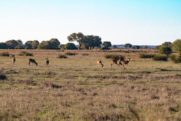 Fototapeta na wymiar group of deer eating and watching in the pasture with trees in the background