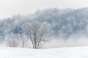 Fototapeta na wymiar Ice-covered Frozen Trees in Winter