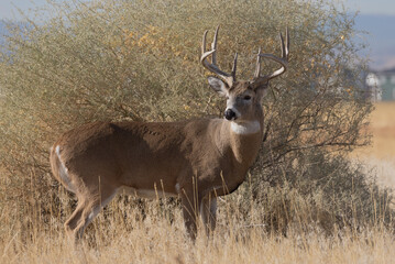 Buck Whitetail Deer in Colorado in Autumn