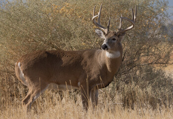 Buck Whitetail Deer in Colorado in Autumn