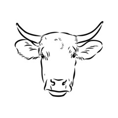 Isolated cow eating grass on a white background. Black and white sketch line silhouette vector illustration.