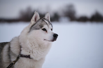 Very beautiful northern fluffy purebred dog. Strong and hardy. Portrait in profile. Siberian husky of gray white color with brown eyes stands on special steak out chain in winter and looks away.