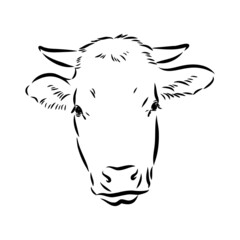 Isolated cow eating grass on a white background. Black and white sketch line silhouette vector illustration.