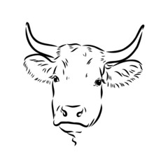Fototapeta premium Isolated cow eating grass on a white background. Black and white sketch line silhouette vector illustration.