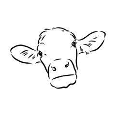 Isolated cow eating grass on a white background. Black and white sketch line silhouette vector illustration.