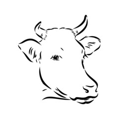 Isolated cow eating grass on a white background. Black and white sketch line silhouette vector illustration.