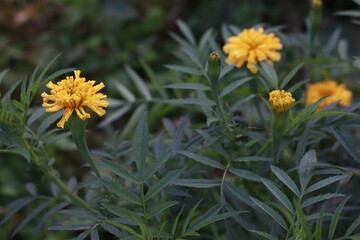 yellow flowers in the garden