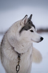 Very beautiful northern fluffy purebred dog. Strong and hardy. Portrait in profile. Siberian husky of gray white color with brown eyes stands on special steak out chain in winter and looks away.