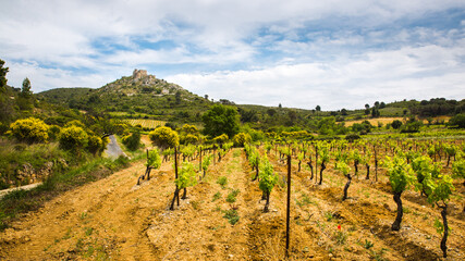 Fototapeta na wymiar Green Vines in Corbière Wine Region Rolling Landscape in front of Aguilar Cathar Castle in Aude, France