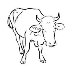 Isolated cow eating grass on a white background. Black and white sketch line silhouette vector illustration.