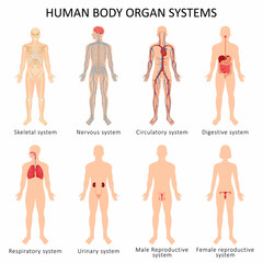 Set of eight systems of organs of the human body: circulatory, nervous, skeletal, digestive, male reproductive, female reproductive, respiratory and urinary systems. Anatomical vector illustration.
